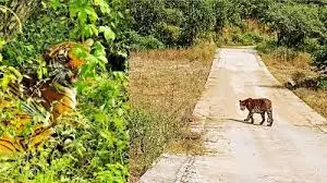 Jaipur: नाहरगढ़ में शेर–बाघ देखने की उमड़ी भीड़, 2,316 सैलानी पहुंचे Jaipur: नाहरगढ़ में शेर–बाघ देखने की उमड़ी भीड़, 2,316 सैलानी पहुंचे