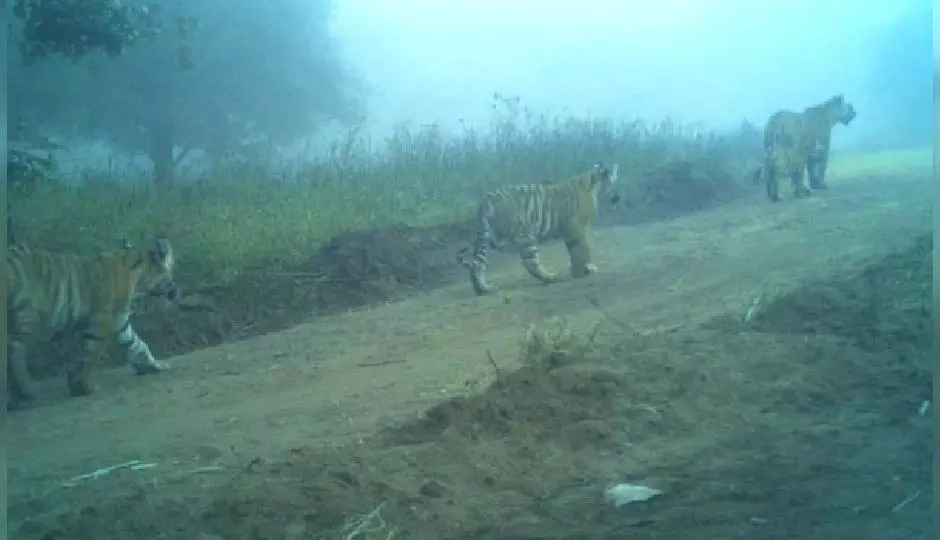 Rajasthan: बाघिन T-2307 ने 3 शावकों को दिया जन्म Rajasthan: बाघिन T-2307 ने 3 शावकों को दिया जन्म