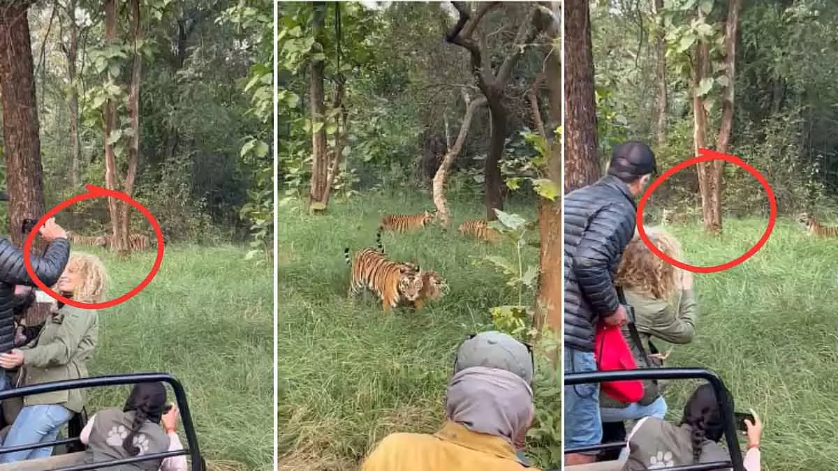 Panna टाइगर रिजर्व में टूरिस्ट ने 5 टाइगर का रास्ता रोका, पास से तस्वीरें लीं Panna टाइगर रिजर्व में टूरिस्ट ने 5 टाइगर का रास्ता रोका, पास से तस्वीरें लीं
