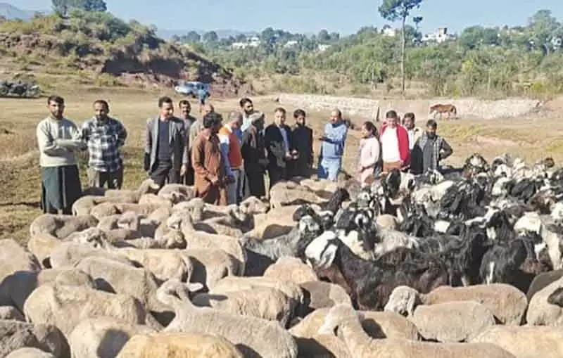 SKUAST-J का मेगा एनिमल क्लिनिकल कैंप, Rajouri के आदिवासी किसानों के लिए वरदान SKUAST-J का मेगा एनिमल क्लिनिकल कैंप, Rajouri के आदिवासी किसानों के लिए वरदान