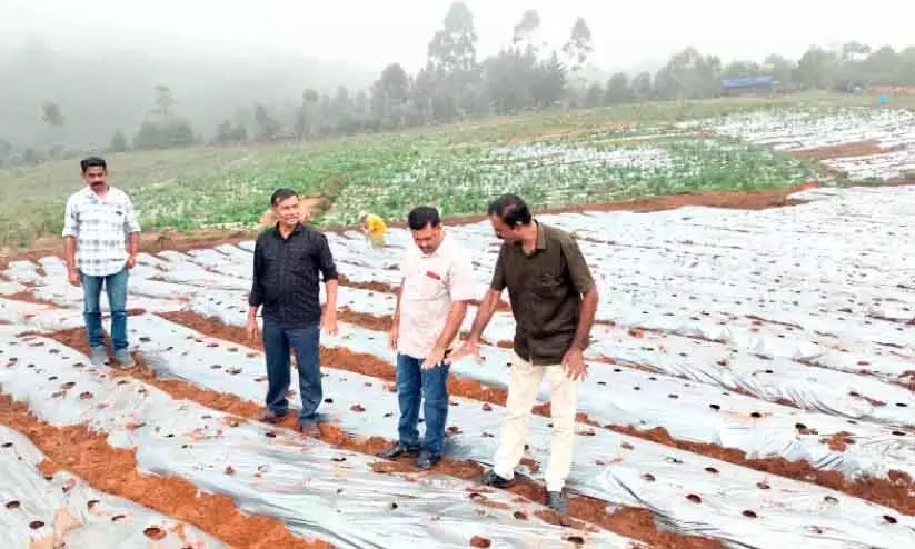Kerala: कंथल्लूर में स्ट्रॉबेरी की बहार आ रही है Kerala: कंथल्लूर में स्ट्रॉबेरी की बहार आ रही है