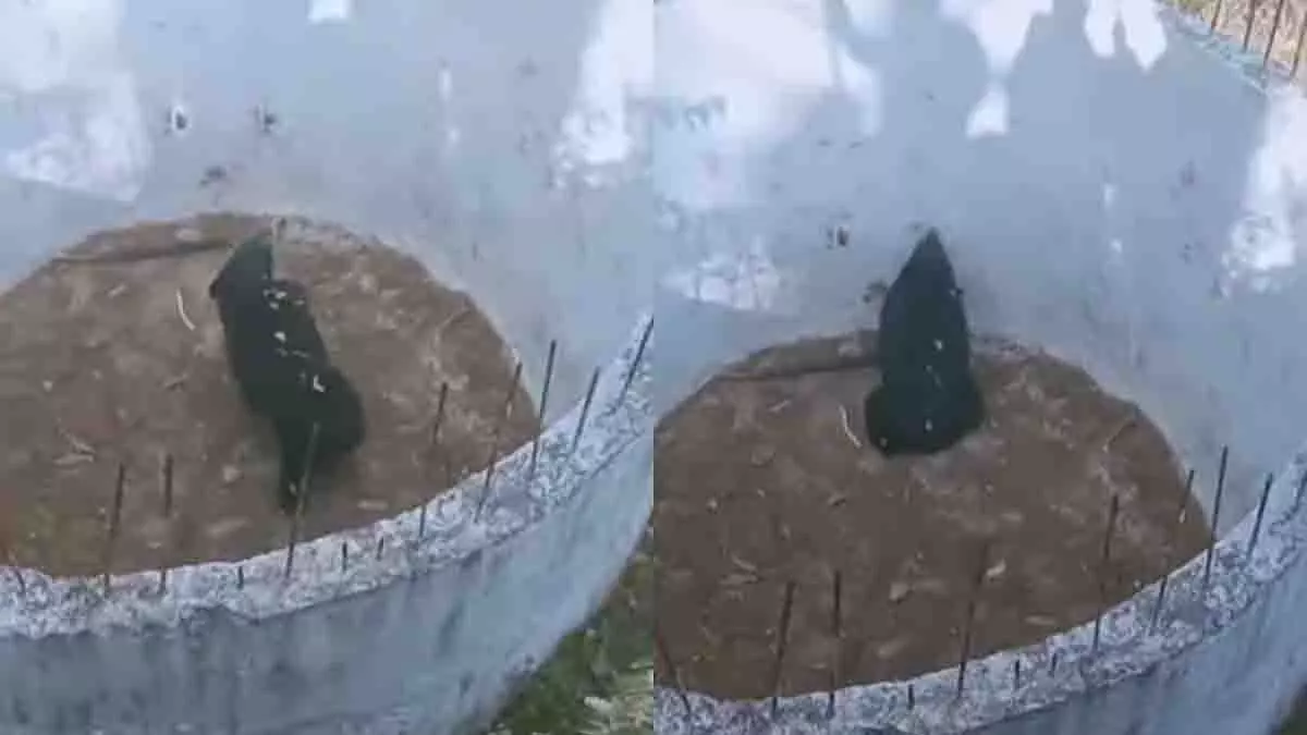 Himachal Pradesh: खाली पानी की टंकी में गिरा विशालकाय भालू Himachal Pradesh: खाली पानी की टंकी में गिरा विशालकाय भालू