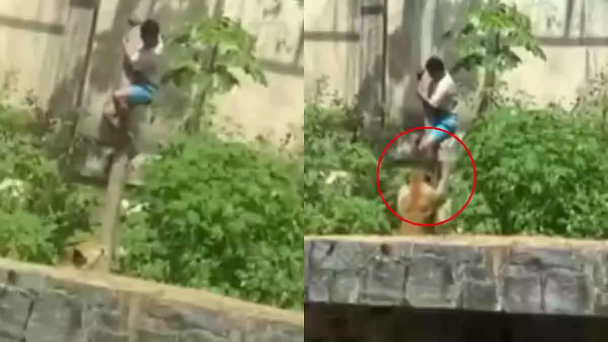 Brazil: 19 साल के लड़के की शेरनी ने चिड़ियाघर में जान ले ली Brazil: 19 साल के लड़के की शेरनी ने चिड़ियाघर में जान ले ली