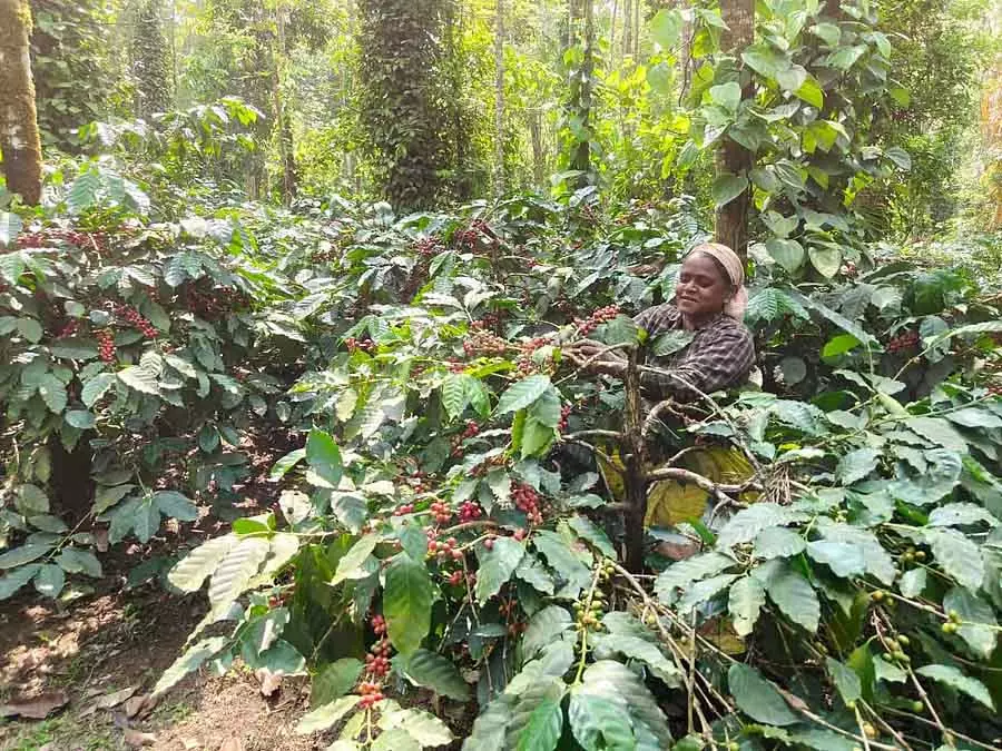 Chikmagalur : कॉफी की कटाई बहुत महंगी है Chikmagalur : कॉफी की कटाई बहुत महंगी है