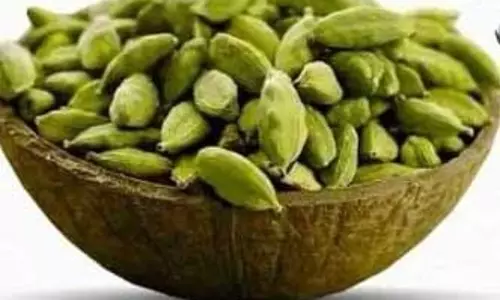 गले की खराश से मुंह के छाले तक, संक्रमण दूर करने में कारगर इलायची गले की खराश से मुंह के छाले तक, संक्रमण दूर करने में कारगर इलायची