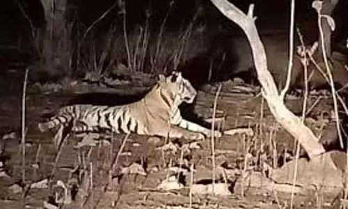 Madhya Pradesh: कान्हा टाइगर रिजर्व में नाइट सफारी बंद, पर्यटकों की बुकिंग भी निरस्त Madhya Pradesh: कान्हा टाइगर रिजर्व में नाइट सफारी बंद, पर्यटकों की बुकिंग भी निरस्त
