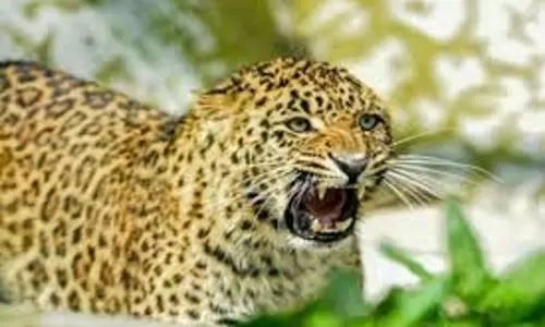 Bahraich: खेत में मवेशी चराने गई युवती पर तेंदुए ने किया हमला Bahraich: खेत में मवेशी चराने गई युवती पर तेंदुए ने किया हमला