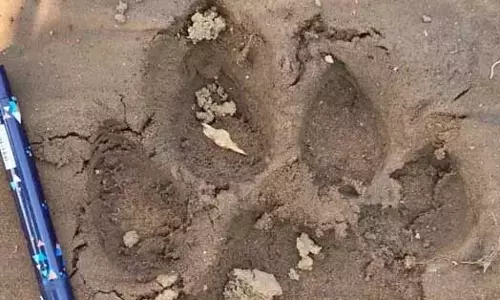 शेर ने गाय पर किया हमला, मोहला इलाके में अलर्ट शेर ने गाय पर किया हमला, मोहला इलाके में अलर्ट