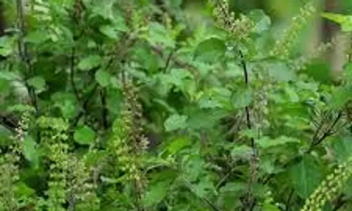 Tulsi:जानिए तुलसी पत्ते को चबाने से क्यों रोकते हैं धर्म और विज्ञान Tulsi:जानिए तुलसी पत्ते को चबाने से क्यों रोकते हैं धर्म और विज्ञान
