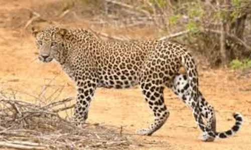 leopard दिखने के बाद बावधन में फॉरेस्ट गार्डन बंद कर दिया गया