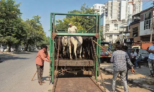 Haryana : पुलिस ने नूह में 100 किलो गोमांस बरामद किया Haryana : पुलिस ने नूह में 100 किलो गोमांस बरामद किया