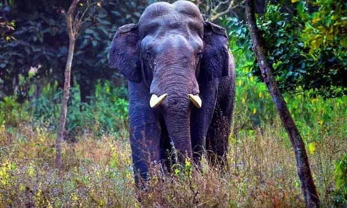 Keonjhar में हाथी के हमले में युवक की मौत Keonjhar में हाथी के हमले में युवक की मौत