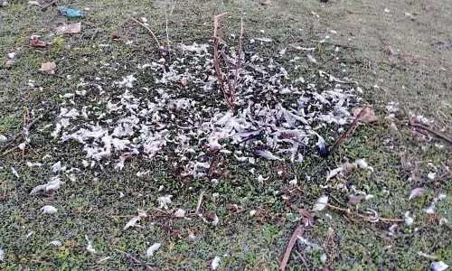 Himachal: पोंग वेटलैंड इलाके में प्रवासी पक्षियों के शिकार का आरोप