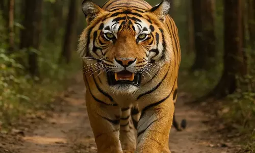 मोहला-मानपुर में बाघ की दस्तक से दहशत, वन विभाग ने जारी किया अलर्ट
