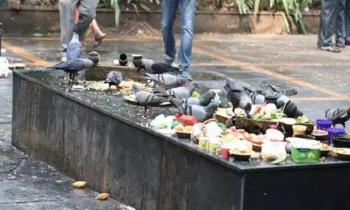 Pune के वैकुंठ श्मशान घाट पर कबूतरों की संख्या कौओं से ज़्यादा है