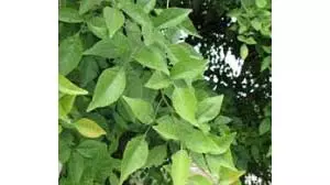 Morning Vastu Tips: सुबह उठते ही हो जाे इन पेड़-पौधों के दर्शन, तो समझिए दुख दरिद्रता हुई दूर Morning Vastu Tips: सुबह उठते ही हो जाे इन पेड़-पौधों के दर्शन, तो समझिए दुख दरिद्रता हुई दूर