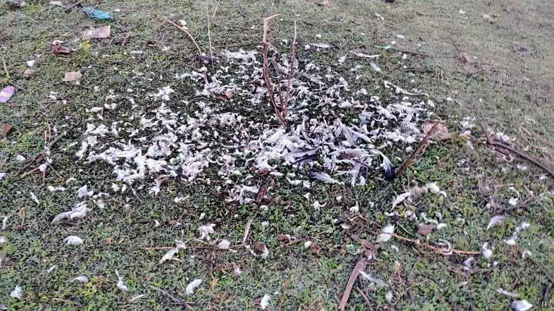 Himachal: पोंग वेटलैंड इलाके में प्रवासी पक्षियों के शिकार का आरोप Himachal: पोंग वेटलैंड इलाके में प्रवासी पक्षियों के शिकार का आरोप