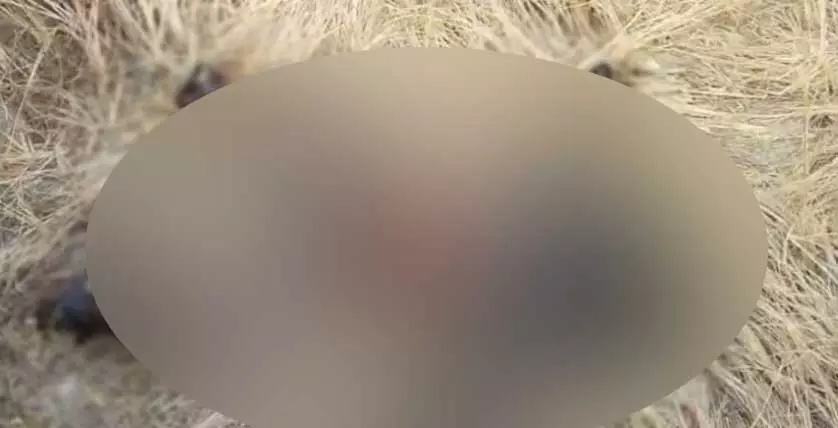 नग्न जला हुआ शव मिला, कोरबा में सनसनी नग्न जला हुआ शव मिला, कोरबा में सनसनी