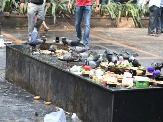Pune के वैकुंठ श्मशान घाट पर कबूतरों की संख्या कौओं से ज़्यादा है Pune के वैकुंठ श्मशान घाट पर कबूतरों की संख्या कौओं से ज़्यादा है
