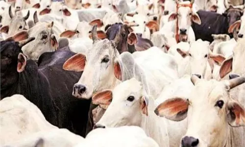 Jammu Kashmir :पुलिस की बड़ी कार्रवाई, गौ-तस्करी का भंडाफोड़