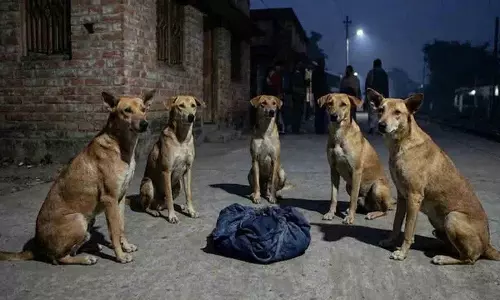 West Bengal में ठंड में नवजात को छोड़ा गया, आवारा कुत्तों ने बच्चे की सुरक्षा के लिए घेरा बनाया