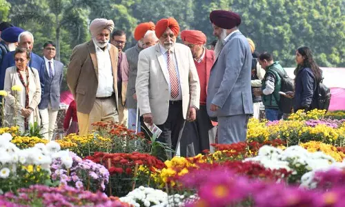 Punjab एग्रीकल्चरल यूनिवर्सिटी में दो दिन का गुलदाउदी शो शुरू हुआ