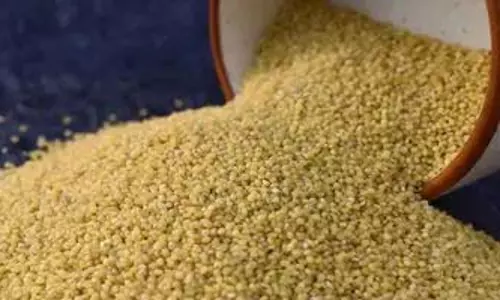 Millets जो सेहत के लिए बहुत अच्छा होता है.. क्या आप इन्हें हर दिन खाते हैं.. या नहीं..? Millets जो सेहत के लिए बहुत अच्छा होता है.. क्या आप इन्हें हर दिन खाते हैं.. या नहीं..?