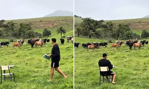 गायों को नाम से पुकारा शख्स ने, मिला प्यारा सा जवाब, देखें वायरल VIDEO