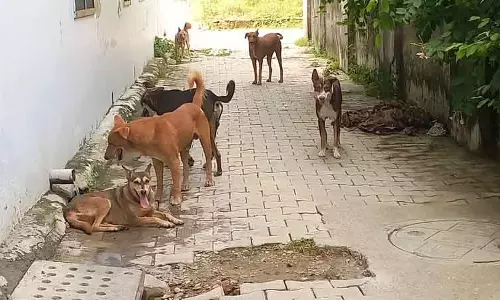 Gurugram MC ने आवारा जानवरों से निपटने के लिए एनिमल हेल्पलाइन नंबर जारी किया Gurugram MC ने आवारा जानवरों से निपटने के लिए एनिमल हेल्पलाइन नंबर जारी किया
