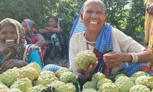Seoni: लोकसभा में सांसद ने छपारा जम्बो सीताफल के GI टैग की माँग की Seoni: लोकसभा में सांसद ने छपारा जम्बो सीताफल के GI टैग की माँग की