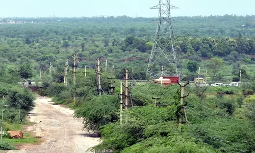 Haryana : जंगल काटकर पेड़ लगाने’ के दावों के बीच हाईकोर्ट ने एमिकस क्यूरी नियुक्त किया
