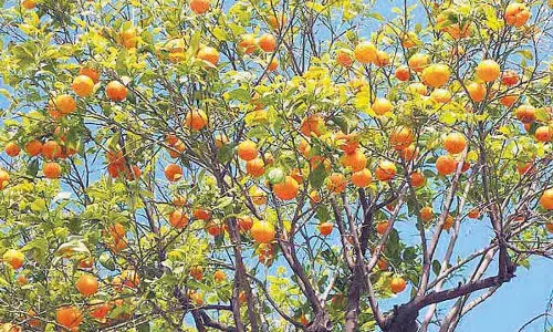 Himachal में लंबे समय तक सूखे की वजह से खट्टे फलों की ग्रोथ पर असर पड़ा Himachal में लंबे समय तक सूखे की वजह से खट्टे फलों की ग्रोथ पर असर पड़ा