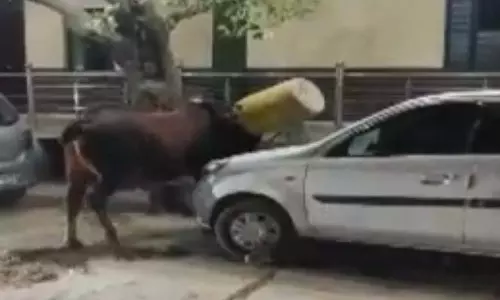 ड्रम में सांड का फंसा सिर, लोग मदद करने तो आए, लेकिन डरते-डरते! ड्रम में सांड का फंसा सिर, लोग मदद करने तो आए, लेकिन डरते-डरते!