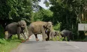 गंभीर रूप से घायल जंगली हाथी की SVZP में इलाज के दौरान मौत हो गई गंभीर रूप से घायल जंगली हाथी की SVZP में इलाज के दौरान मौत हो गई