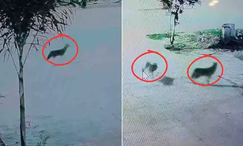 पॉश इलाके में सियार का आतंक, बच्चों पर हमला कर Ujjain में दहशत
