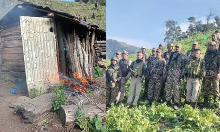 Manipur सेना ने सेनापति जिले में अफीम के बागान नष्ट किया