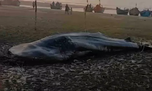 बालासोर बीच पर 5000 kg से ज़्यादा वज़न वाली बड़ी व्हेल शार्क की लाश मिली बालासोर बीच पर 5000 kg से ज़्यादा वज़न वाली बड़ी व्हेल शार्क की लाश मिली