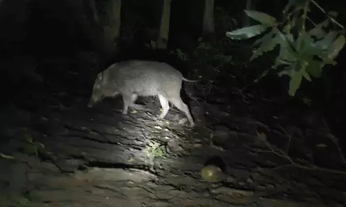 Odisha में जंगली सूअर किसानों के लिए बन गए हैं बुरा सपना Odisha में जंगली सूअर किसानों के लिए बन गए हैं बुरा सपना