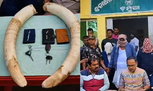 Odisha में हाथी दांत की बिक्री नाकाम, हाथी दांत जब्त, 3 गिरफ्तार