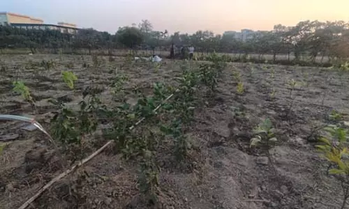 सीआईएसएफ-एसएसजी ने ग्रुप कैंपस में चलाया पौधरोपण का अभियान, एक हजार पौधे लगाए सीआईएसएफ-एसएसजी ने ग्रुप कैंपस में चलाया पौधरोपण का अभियान, एक हजार पौधे लगाए