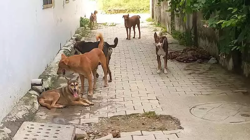 Gurugram MC ने आवारा जानवरों से निपटने के लिए एनिमल हेल्पलाइन नंबर जारी किया Gurugram MC ने आवारा जानवरों से निपटने के लिए एनिमल हेल्पलाइन नंबर जारी किया