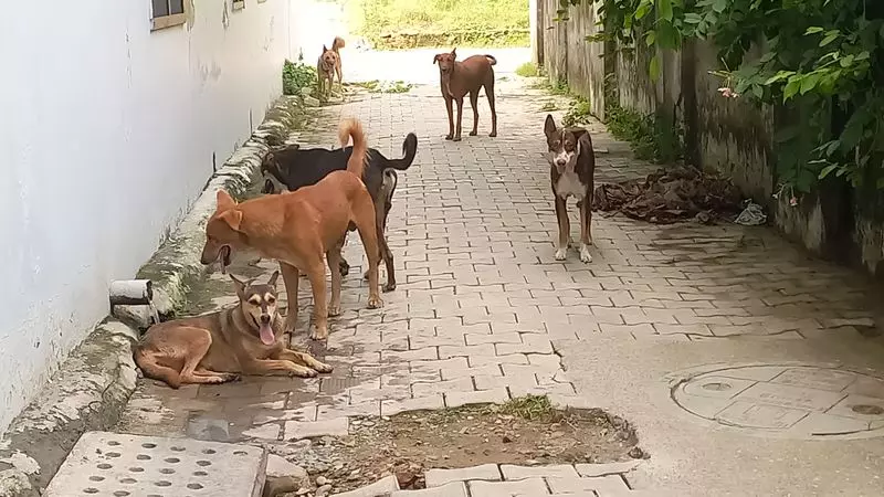 Gurugram MC ने आवारा जानवरों से निपटने के लिए एनिमल हेल्पलाइन नंबर जारी किया Gurugram MC ने आवारा जानवरों से निपटने के लिए एनिमल हेल्पलाइन नंबर जारी किया