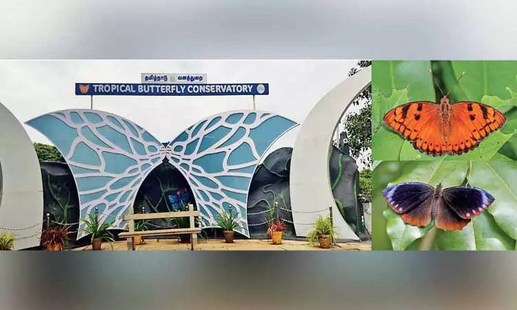 Trichy बटरफ्लाई पार्क दो नई प्रजातियों के साथ 11वें साल में प्रवेश कर रहा Trichy बटरफ्लाई पार्क दो नई प्रजातियों के साथ 11वें साल में प्रवेश कर रहा