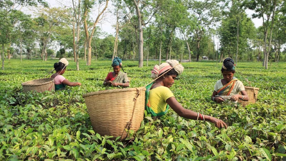 Assam : CAG ने असम के चाय मज़दूरों के प्रोविडेंट फंड सुरक्षा जाल में कमियों को उजागर किया Assam : CAG ने असम के चाय मज़दूरों के प्रोविडेंट फंड सुरक्षा जाल में कमियों को उजागर किया