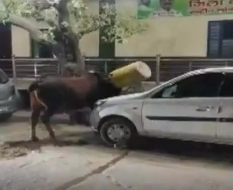 ड्रम में सांड का फंसा सिर, लोग मदद करने तो आए, लेकिन डरते-डरते! ड्रम में सांड का फंसा सिर, लोग मदद करने तो आए, लेकिन डरते-डरते!