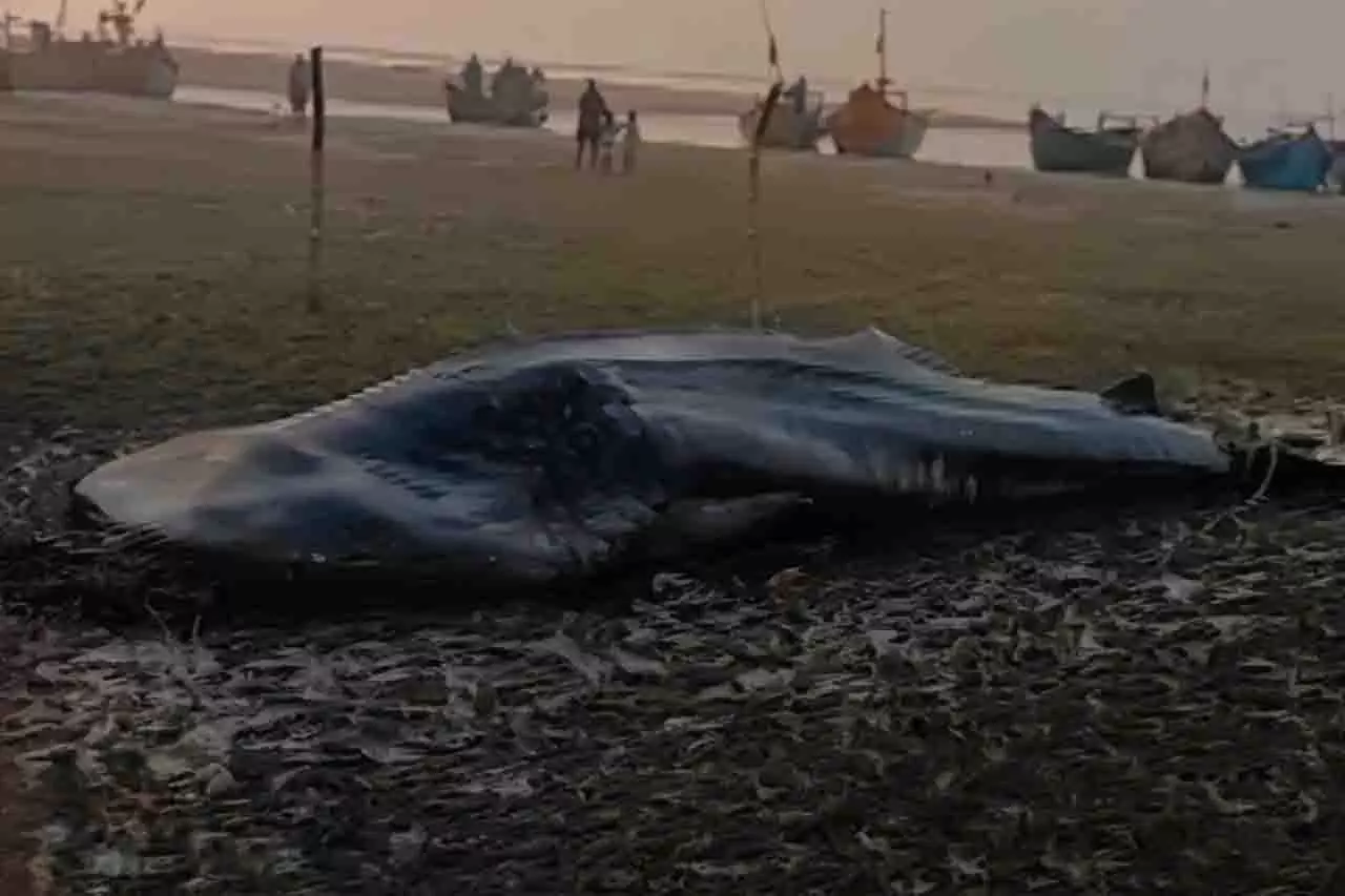 बालासोर बीच पर 5000 kg से ज़्यादा वज़न वाली बड़ी व्हेल शार्क की लाश मिली बालासोर बीच पर 5000 kg से ज़्यादा वज़न वाली बड़ी व्हेल शार्क की लाश मिली