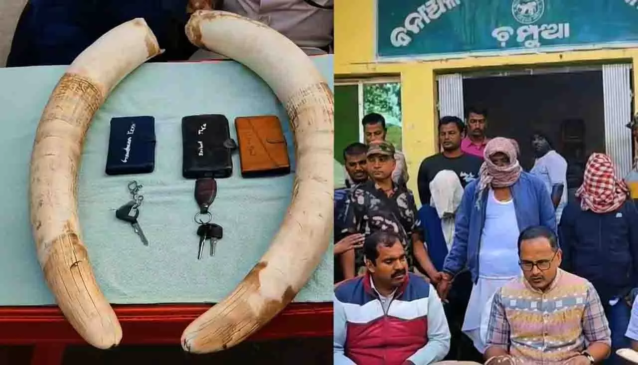 Odisha में हाथी दांत की बिक्री नाकाम, हाथी दांत जब्त, 3 गिरफ्तार Odisha में हाथी दांत की बिक्री नाकाम, हाथी दांत जब्त, 3 गिरफ्तार