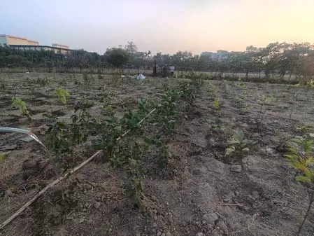 सीआईएसएफ-एसएसजी ने ग्रुप कैंपस में चलाया पौधरोपण का अभियान, एक हजार पौधे लगाए सीआईएसएफ-एसएसजी ने ग्रुप कैंपस में चलाया पौधरोपण का अभियान, एक हजार पौधे लगाए