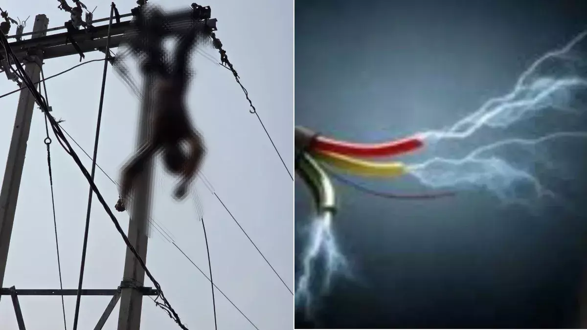 Tikamgarh: करंट लगने से युवक की मौत, लापरवाही पर सवाल Tikamgarh: करंट लगने से युवक की मौत, लापरवाही पर सवाल