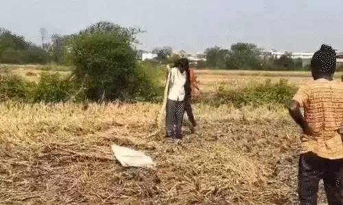 2 अजगरों का रेस्क्यू, किसान के उड़े होश 2 अजगरों का रेस्क्यू, किसान के उड़े होश